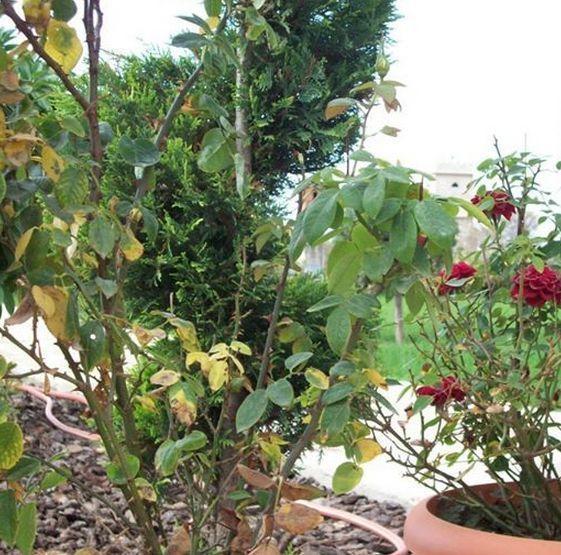 Ángistron Guesthouse Evi Maria מראה חיצוני תמונה
